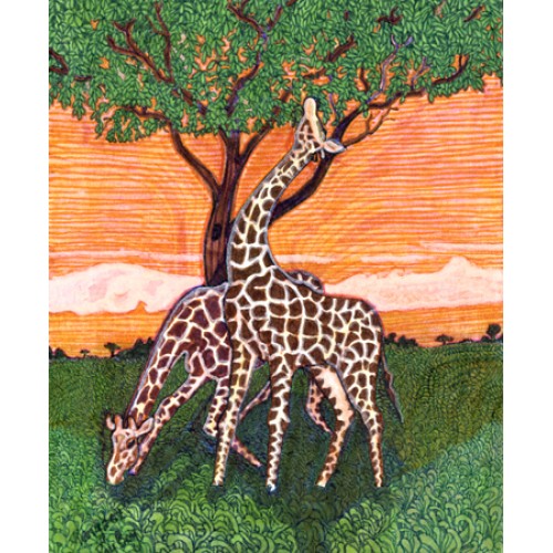 Giraffes