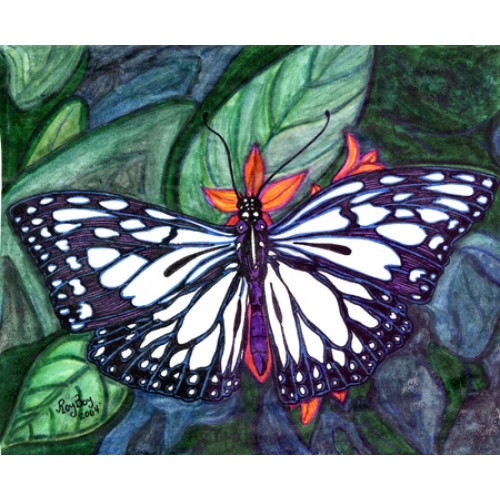 Wood Nymph Butterfly