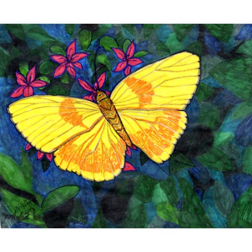 Orange Barred Sulphur