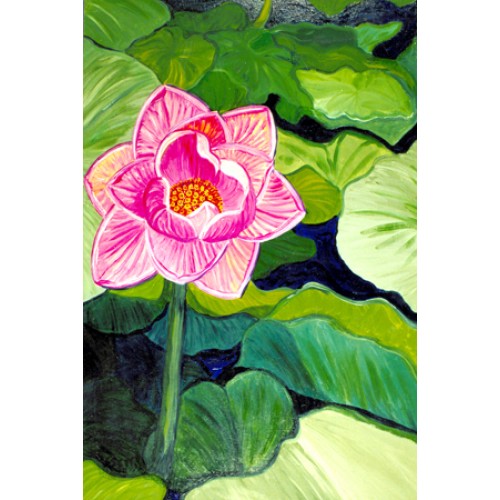 Water Lily